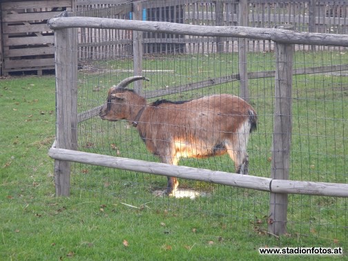 2016_12_10_FcKoeln_Dortmund_65.jpg