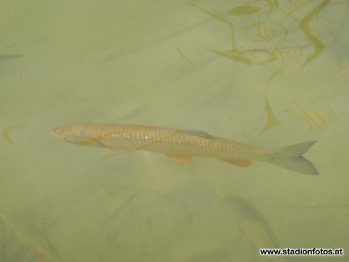 2014_07_20_Ledenitzen_FaakerSee_54.jpg