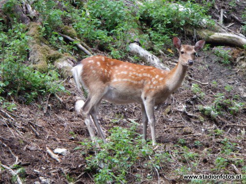 2015_08_15_StJakobRosen_Ludmannsdorf_54.